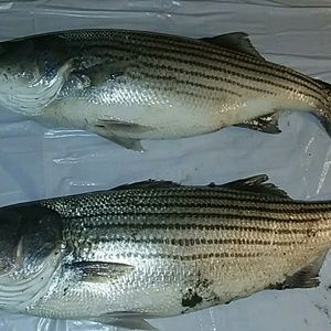 Meet your Posher, Richard